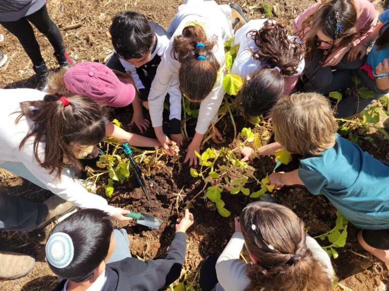 פעילות בחווה