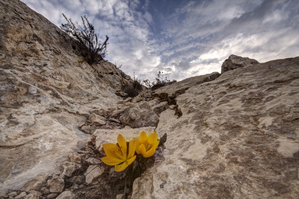 תמונה של מדבר עם פרחים